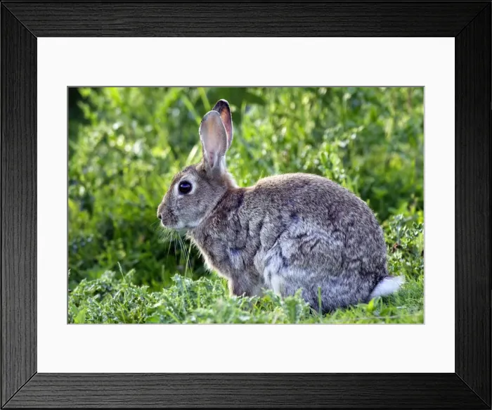 Framed Print : Rabbit. WAT-10748. Rabbit. France. Oryctolagus cuniculus Framed Print : Rabbit. WAT-10748. Rabbit. France. Oryctolagus cuniculus