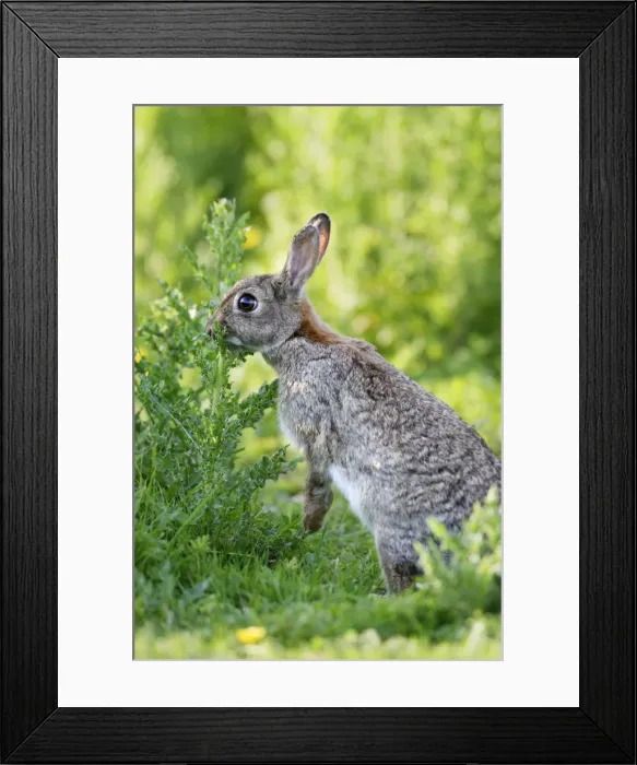 Framed Print : Rabbit. WAT-10750. Rabbit. France. Oryctolagus cuniculus Framed Print : Rabbit. WAT-10750. Rabbit. France. Oryctolagus cuniculus