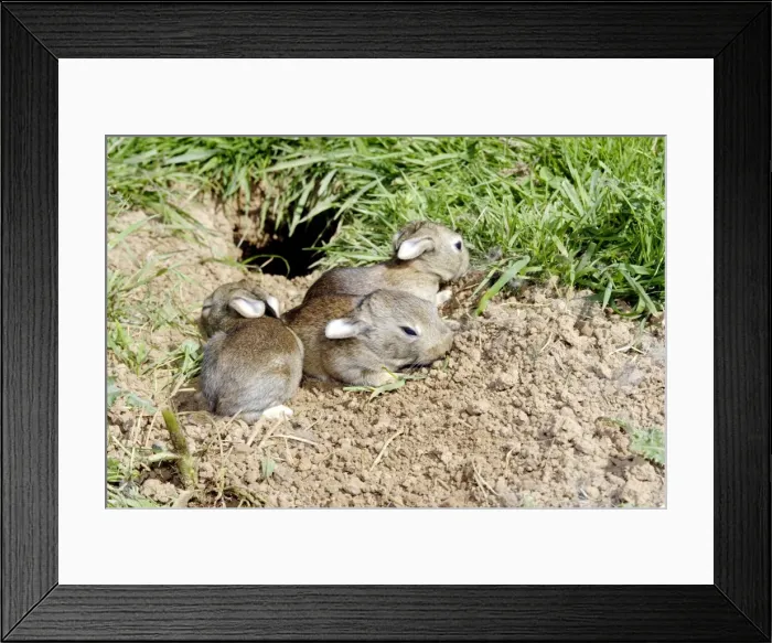 Framed Print : Rabbit - 7-8 days old Framed Print : Rabbit - 7-8 days old