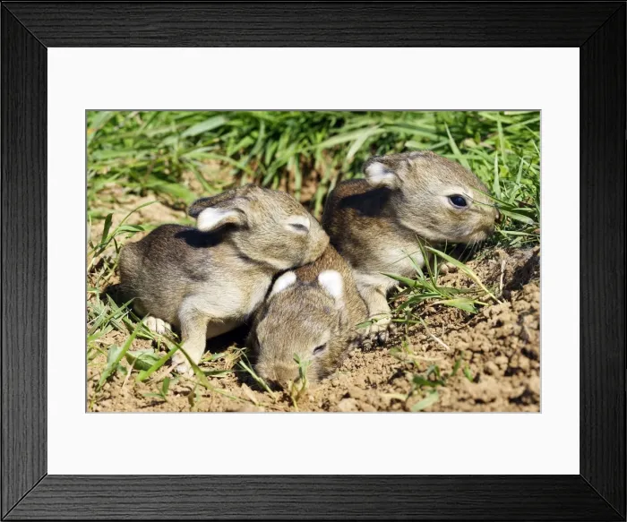 Framed Print : Rabbit 7-8 days Framed Print : Rabbit 7-8 days