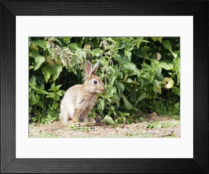 Framed Print : Rabbit. WAT-10757. Rabbit. France. Oryctolagus cuniculus Framed Print : Rabbit. WAT-10757. Rabbit. France. Oryctolagus cuniculus