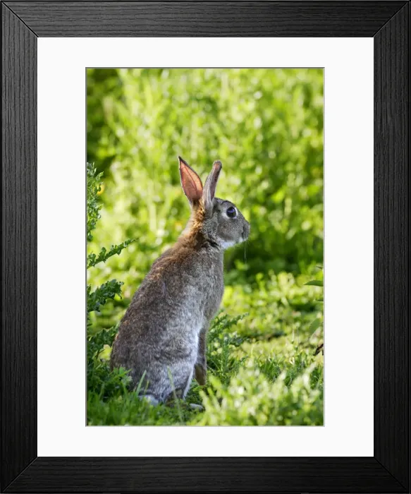 Framed Print : Rabbit. WAT-10758. Rabbit. France. Oryctolagus cuniculus Framed Print : Rabbit. WAT-10758. Rabbit. France. Oryctolagus cuniculus