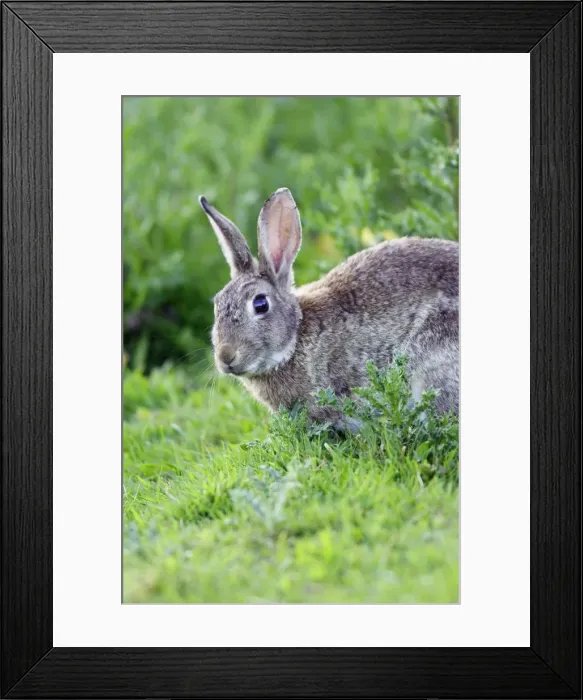 Framed Print : Rabbit. WAT-10759. Rabbit. France. Oryctolagus cuniculus Framed Print : Rabbit. WAT-10759. Rabbit. France. Oryctolagus cuniculus
