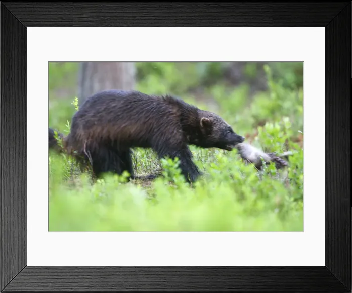 Framed Print : Wolverine kuhmo, Finland Framed Print : Wolverine kuhmo, Finland