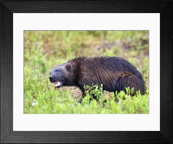 Framed Print : Wolverine kuhmo Finland Framed Print : Wolverine kuhmo Finland