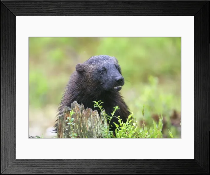 Framed Print : Wolverine kuhmo Finland