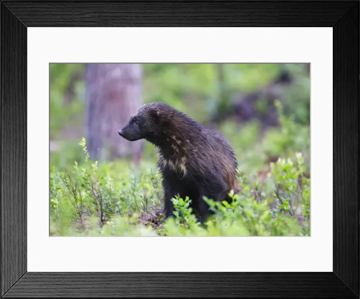 Framed Print : Wolverine Kuhmo Finland Framed Print : Wolverine Kuhmo Finland