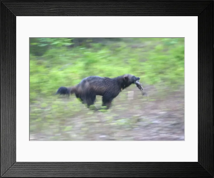 Framed Print : Wolverine Kuhmo Finland Framed Print : Wolverine Kuhmo Finland