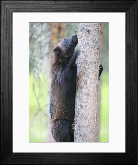 Framed Print : Wolverine Kuhmo Finland Framed Print : Wolverine Kuhmo Finland