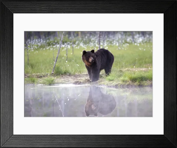 Framed Print : Brown Bear Kuhmo Finland