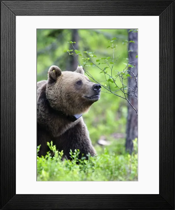 Framed Print : Brown Bear - in Finland with collar Framed Print : Brown Bear - in Finland with collar