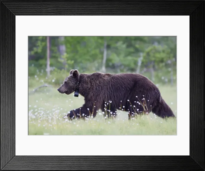 Framed Print : Brown Bear - with collar Finland Framed Print : Brown Bear - with collar Finland
