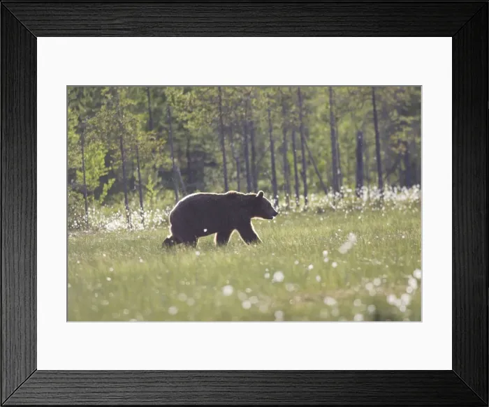 Framed Print : Brown Bear Finland Framed Print : Brown Bear Finland