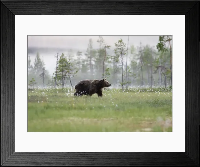 Framed Print : Brown Bear Finland Framed Print : Brown Bear Finland