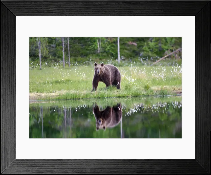 Framed Print : Brown Bear Finland Framed Print : Brown Bear Finland
