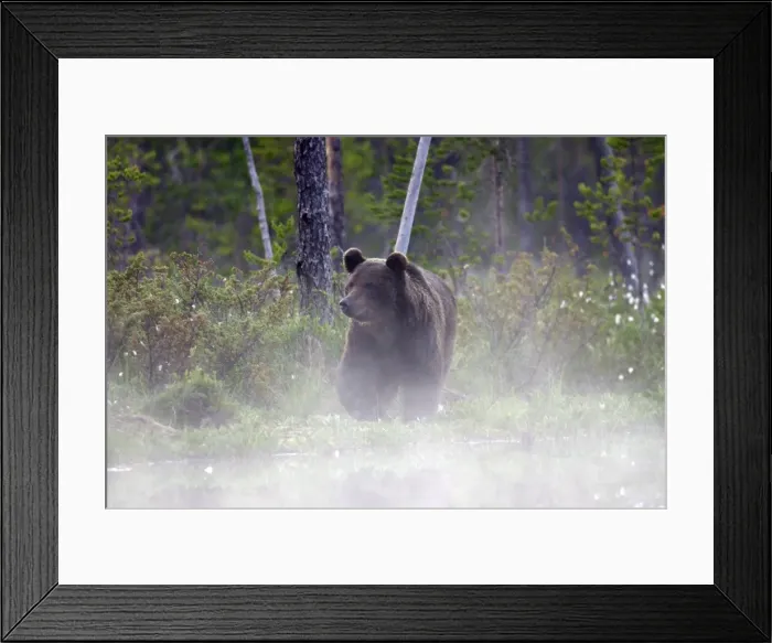 Framed Print : Brown Bear Finland Framed Print : Brown Bear Finland