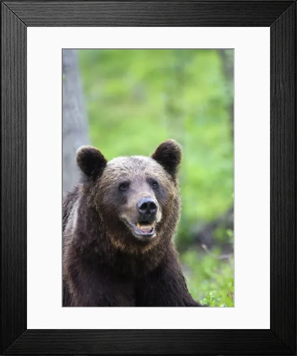 Framed Print : Brown Bear Finland Framed Print : Brown Bear Finland