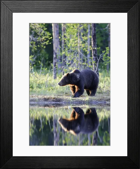 Framed Print : Brown Bear Finland Framed Print : Brown Bear Finland