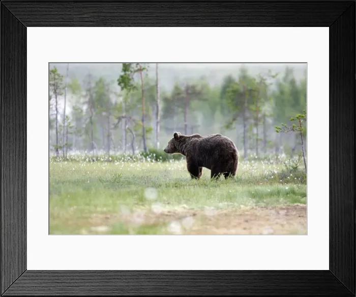 Framed Print : Brown Bear Finland