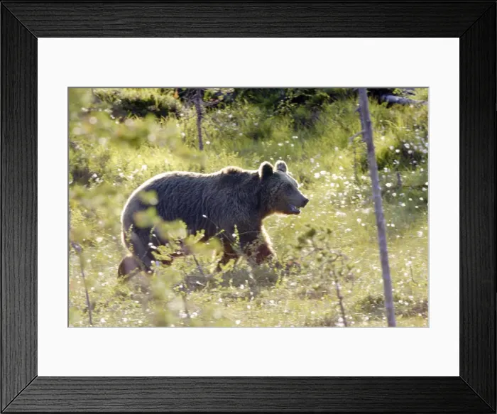 Framed Print : Brown Bear Finland Framed Print : Brown Bear Finland