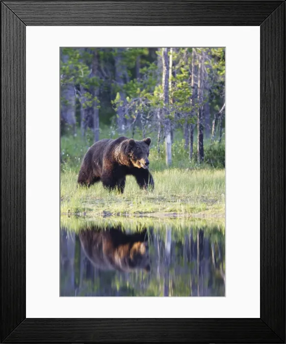 Framed Print : Brown Bear Finland Framed Print : Brown Bear Finland