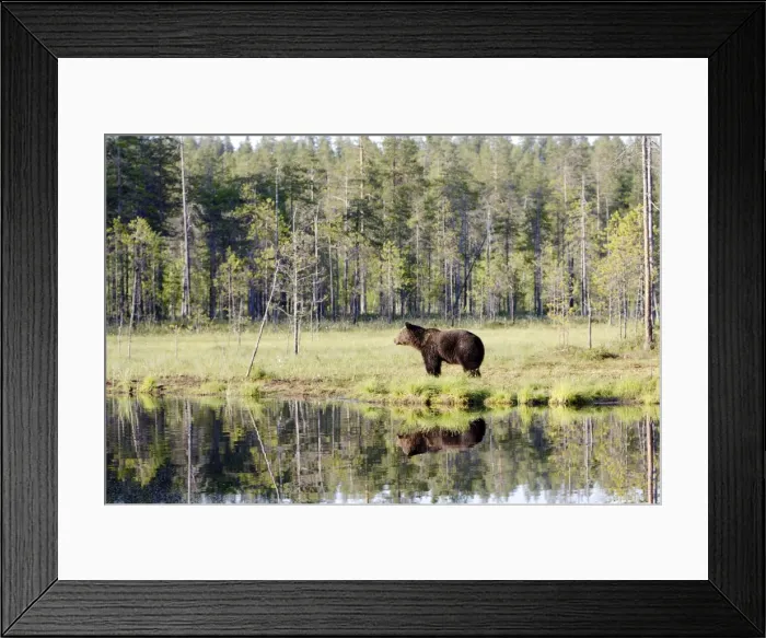 Framed Print : Brown Bear Finland Framed Print : Brown Bear Finland