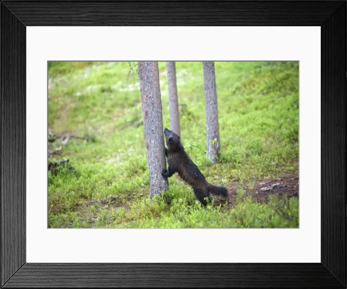 Framed Print : Wolverine Kuhmo Finland Framed Print : Wolverine Kuhmo Finland
