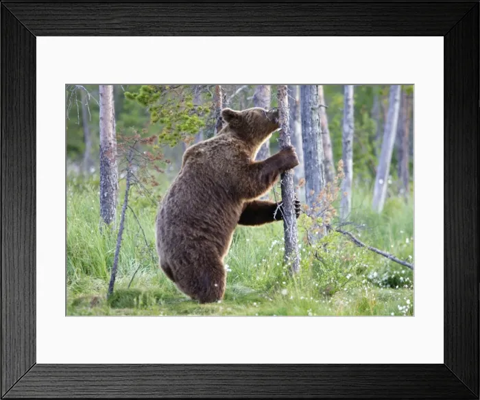 Framed Print : Brown Bear Kuhmo Finland Framed Print : Brown Bear Kuhmo Finland