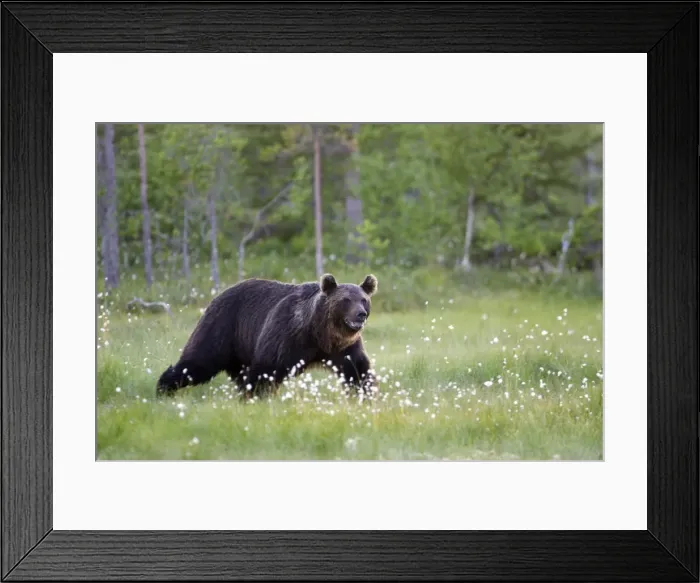 Framed Print : Brown Bear Kuhmo Finland Framed Print : Brown Bear Kuhmo Finland