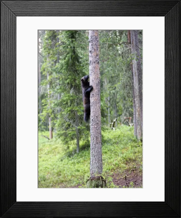 Framed Print : Wolverine Kuhmo Finland