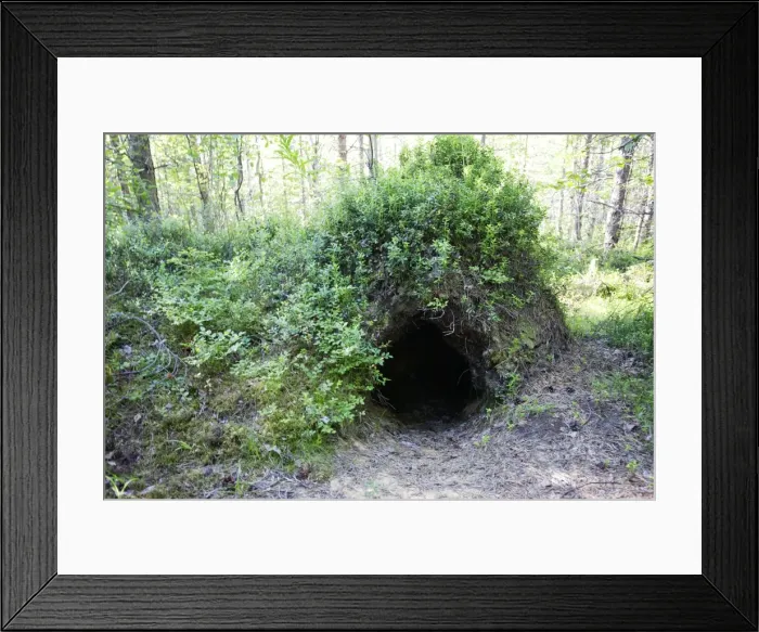 Framed Print : Brown Bear Kuhmo Finland Framed Print : Brown Bear Kuhmo Finland