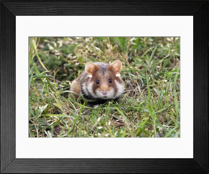 Framed Print : Common hamster. Alsace - France Framed Print : Common hamster. Alsace - France