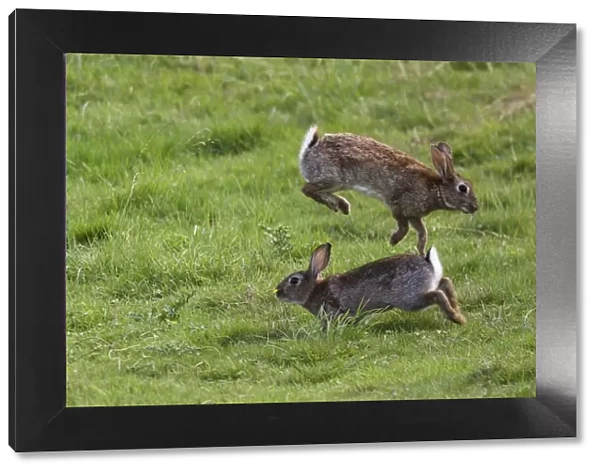Rabbits - Mating behaviour