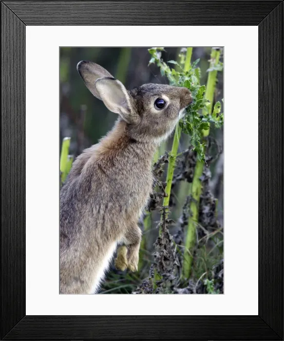 Framed Print : Rabbits - eating. France Framed Print : Rabbits - eating. France