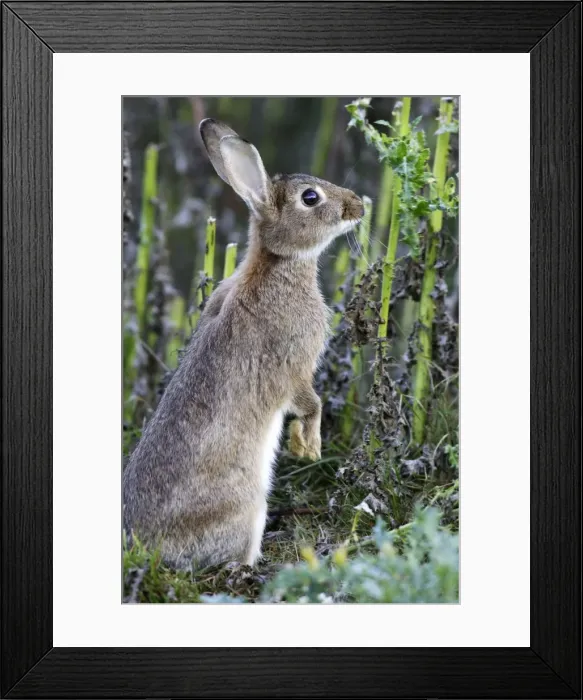 Framed Print : Rabbits - eating. France Framed Print : Rabbits - eating. France