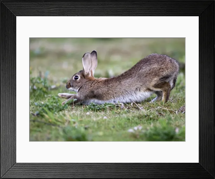 Framed Print : Rabbits - stretching. France