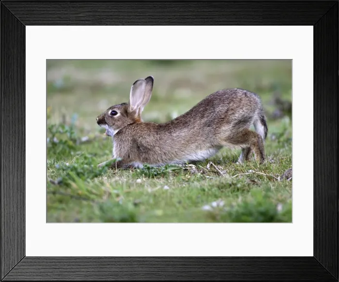 Framed Print : Rabbits - stretching & yawning. France Framed Print : Rabbits - stretching & yawning. France