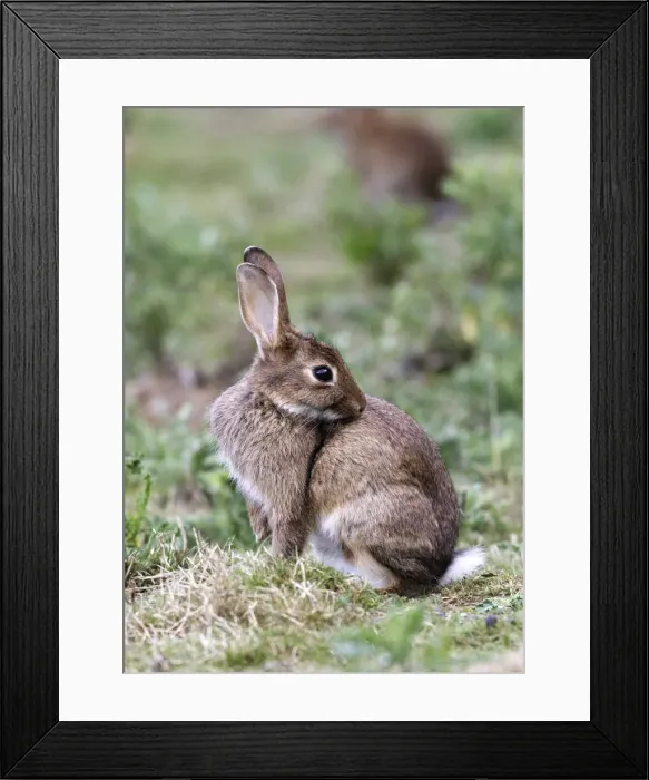 Framed Print : Rabbits - grooming. France Framed Print : Rabbits - grooming. France