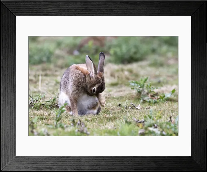 Framed Print : Rabbits - grooming. France Framed Print : Rabbits - grooming. France