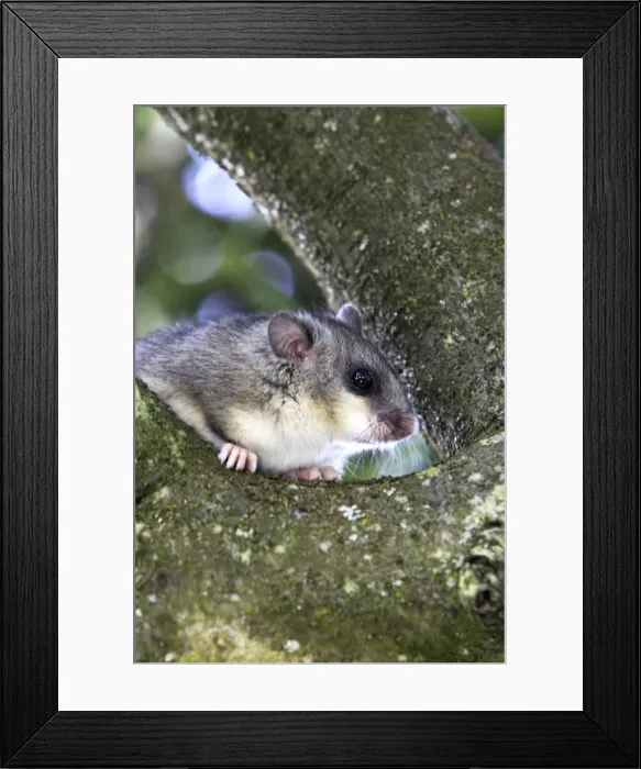 Framed Print : Fat Dormouse - in a apple tree Framed Print : Fat Dormouse - in a apple tree