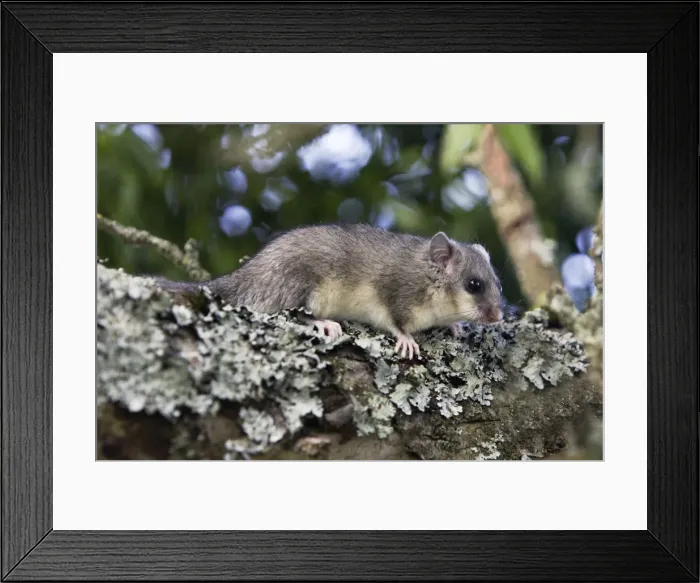 Framed Print : Fat Dormouse - in a apple tree. France Framed Print : Fat Dormouse - in a apple tree. France