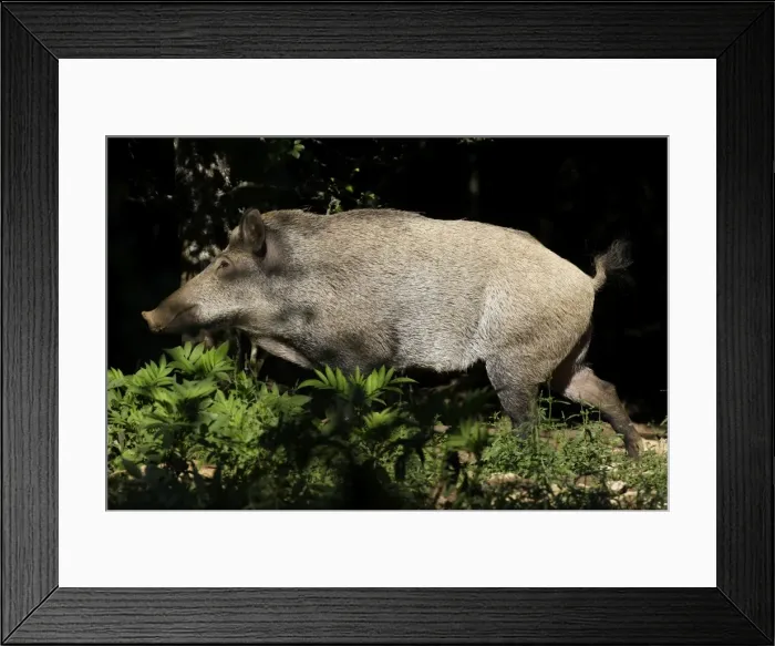 Framed Print : Wild Boar. France Framed Print : Wild Boar. France