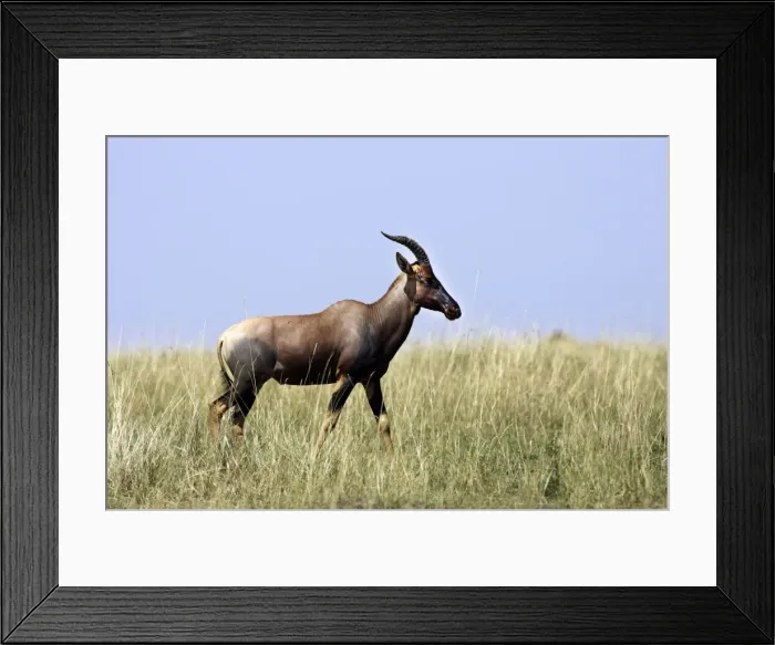 Framed Print : Hartebeest. Maasai Mara - Kenya - Africa Framed Print : Hartebeest. Maasai Mara - Kenya - Africa