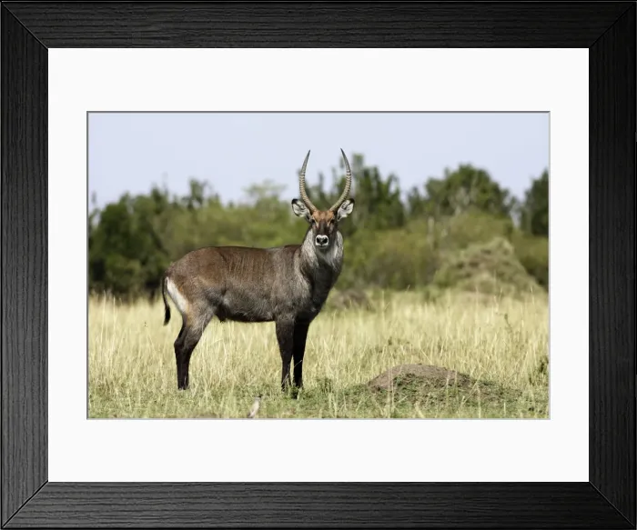 Framed Print : Defassa Waterbuck - Male Maasai Mara - Kenya Framed Print : Defassa Waterbuck - Male Maasai Mara - Kenya