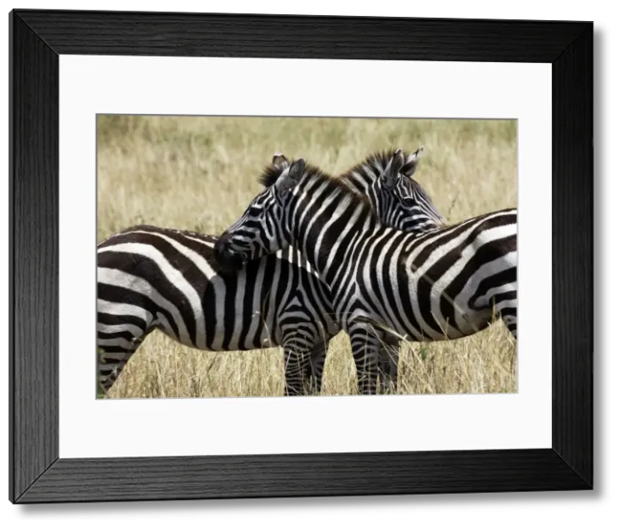Framed Print : Common / Plains / Burchell's Zebra Maasai Mara - Kenya Framed Print : Common / Plains / Burchell's Zebra Maasai Mara - Kenya