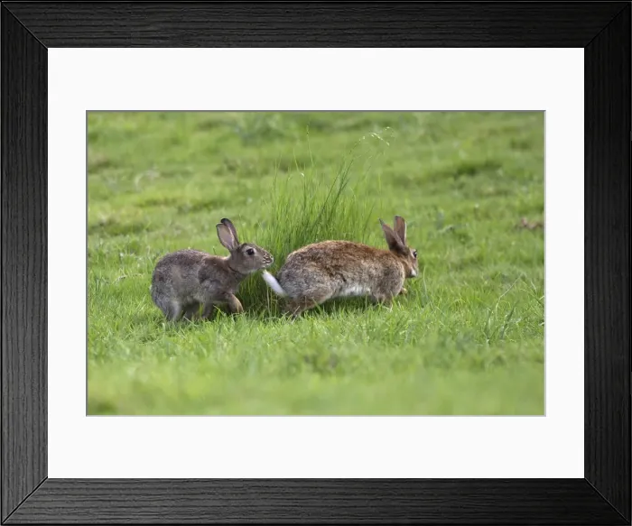 Framed Print : Rabbit - Mating behaviour. France Framed Print : Rabbit - Mating behaviour. France