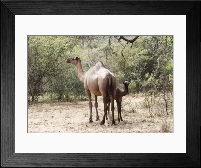Framed Print : Camel - female and baby. Chelbi - South Ethiopia Framed Print : Camel - female and baby. Chelbi - South Ethiopia