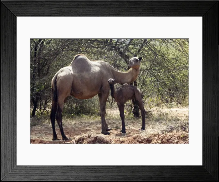 Framed Print : Camel - female with baby. Chelbi - Ethiopia Framed Print : Camel - female with baby. Chelbi - Ethiopia