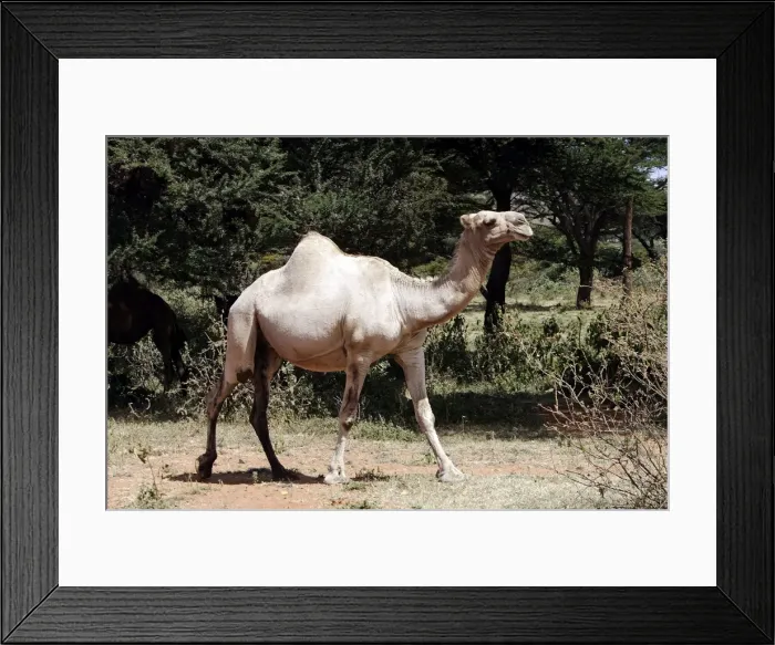 Framed Print : Camel - at market. Chelbi - Ethiopia Framed Print : Camel - at market. Chelbi - Ethiopia