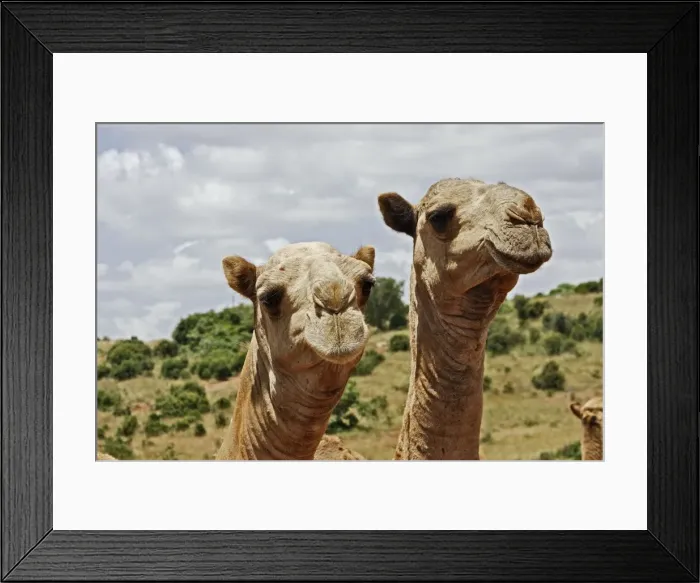 Framed Print : Camel - at market. Chelbi - Ethiopia Framed Print : Camel - at market. Chelbi - Ethiopia